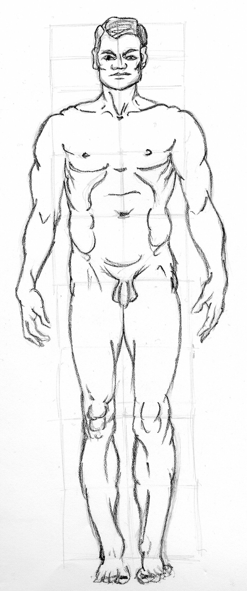 basic proportions, male