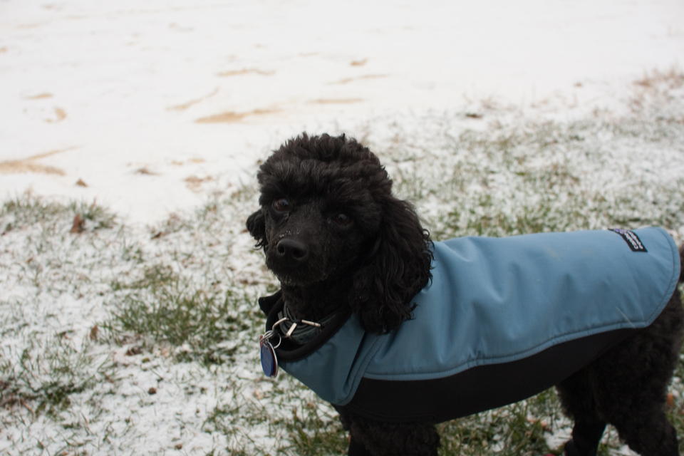 puppies-0260