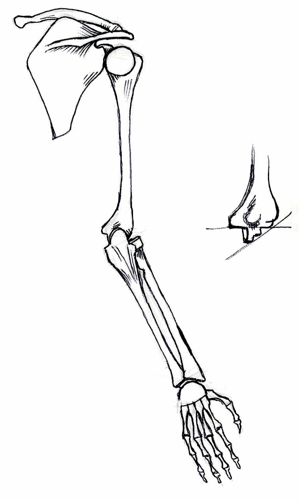 back view of bones of right arm, supinated
