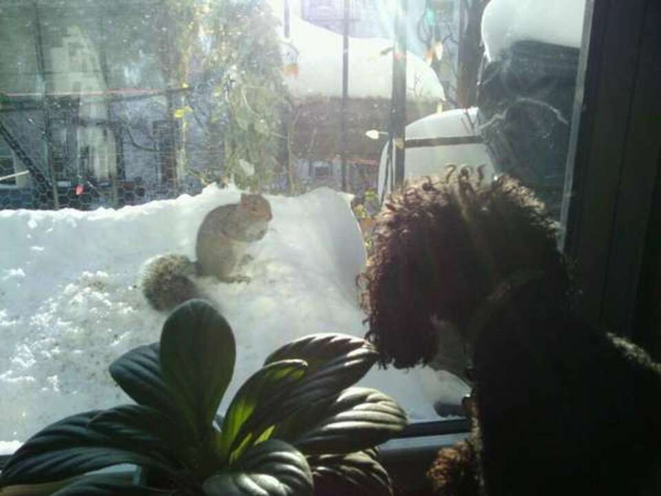 poodle and squirrel