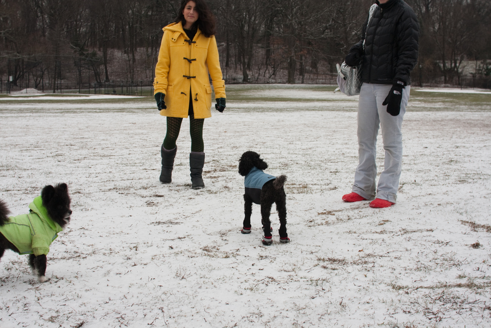 puppies-0243