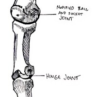 joints of a finger