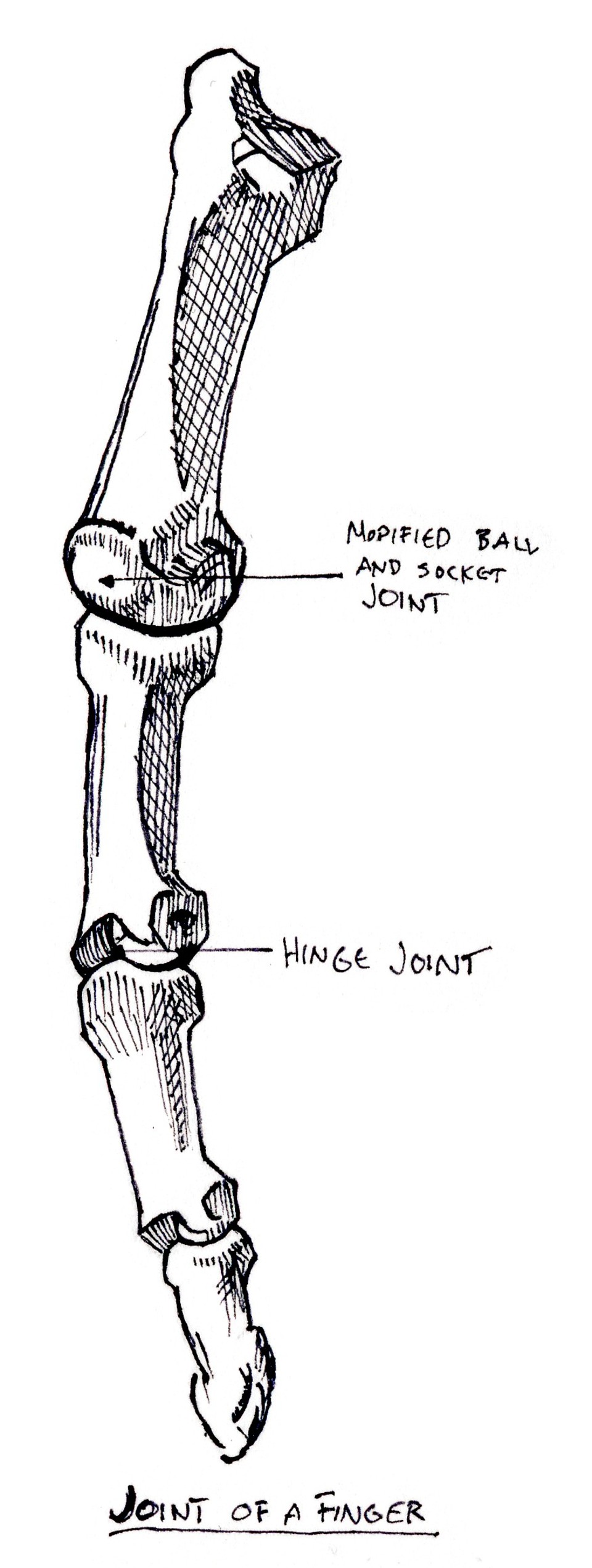 joints of a finger