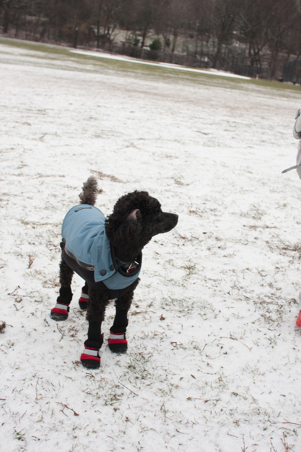 puppies-0246