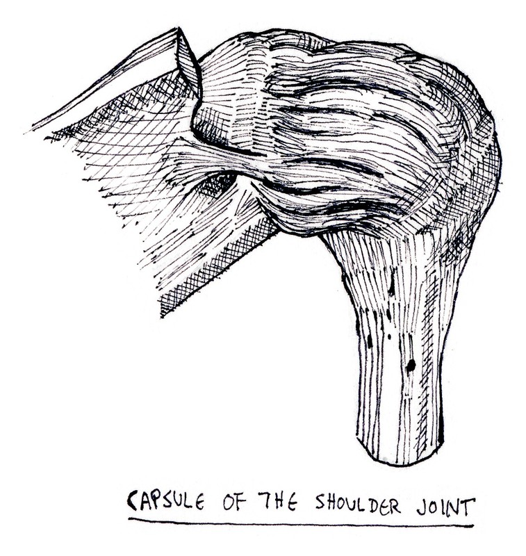 capsule of the shoulder joint