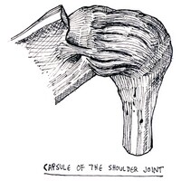 capsule of the shoulder joint