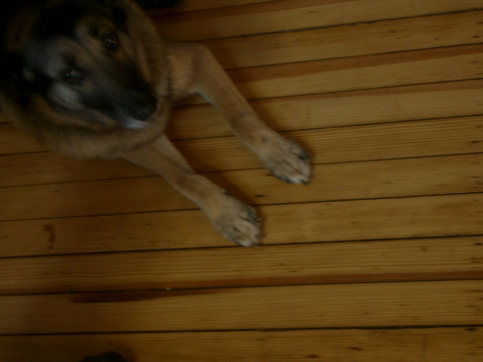 miranda on the floor