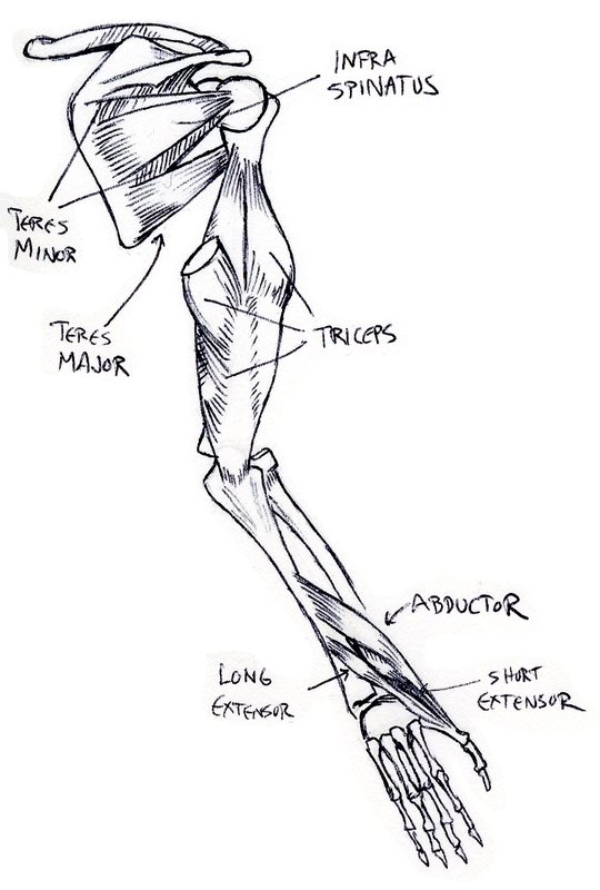 back view of muscles of right arm, supinated