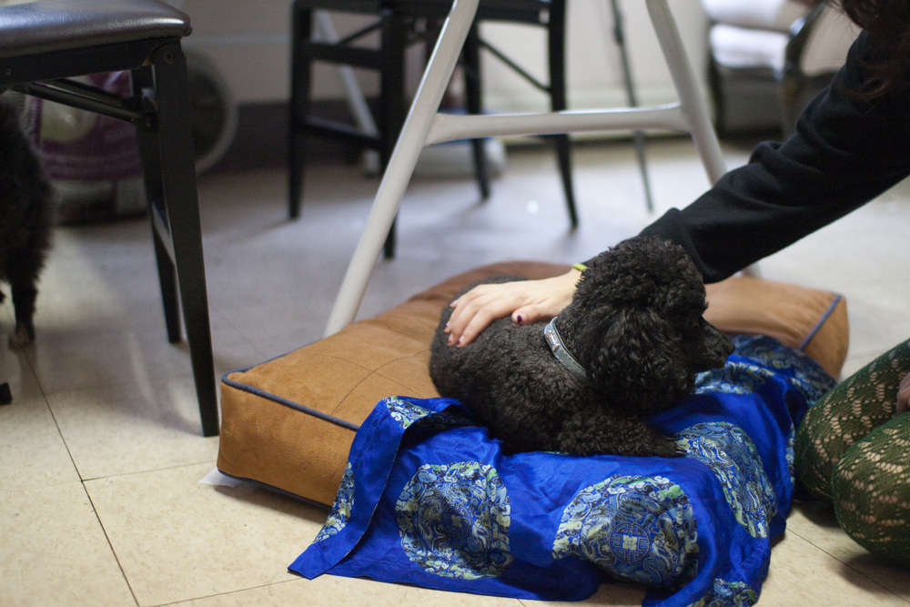 puppies-0219