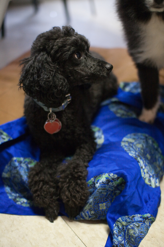 puppies-0227