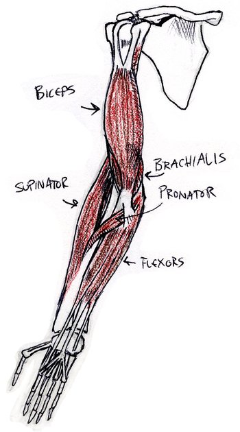 front view of bones and muscles of right arm, supinated