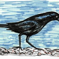 grackle