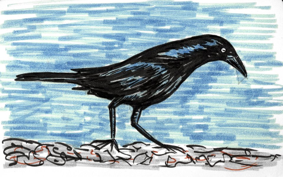grackle