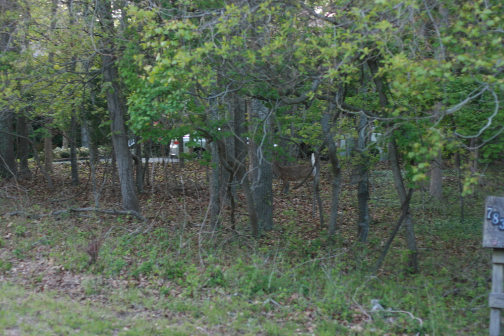 img_7478.jpg
