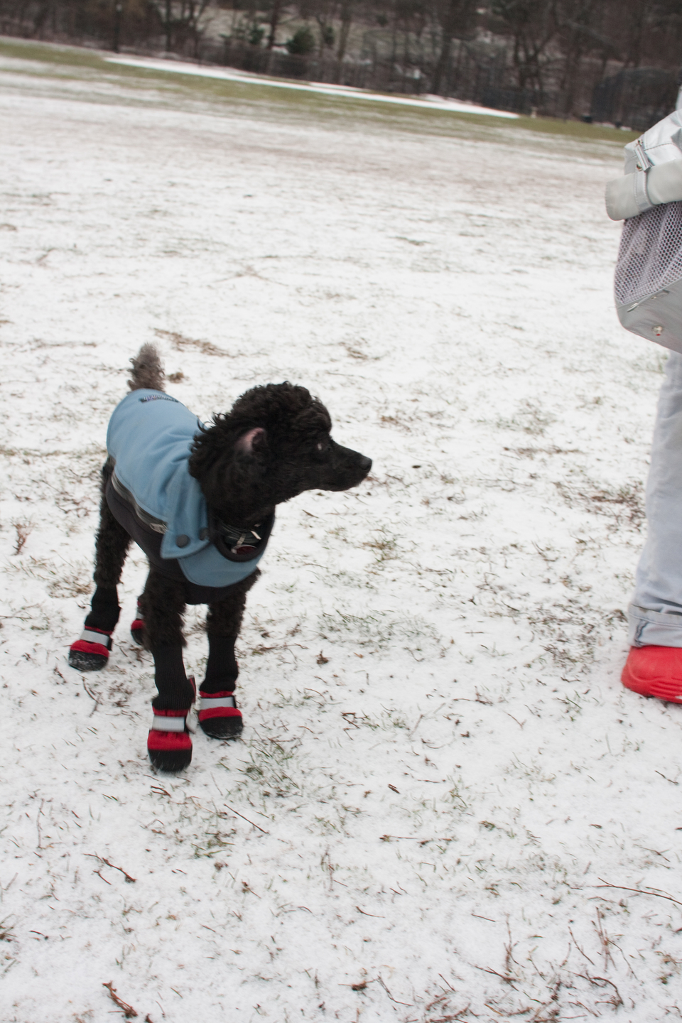 puppies-0245