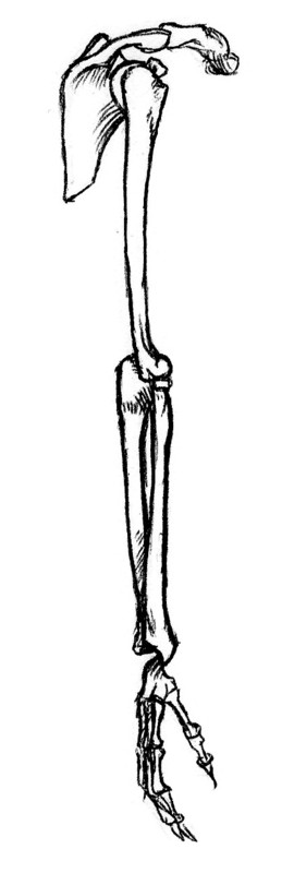 outside view of bones of right arm, pronated