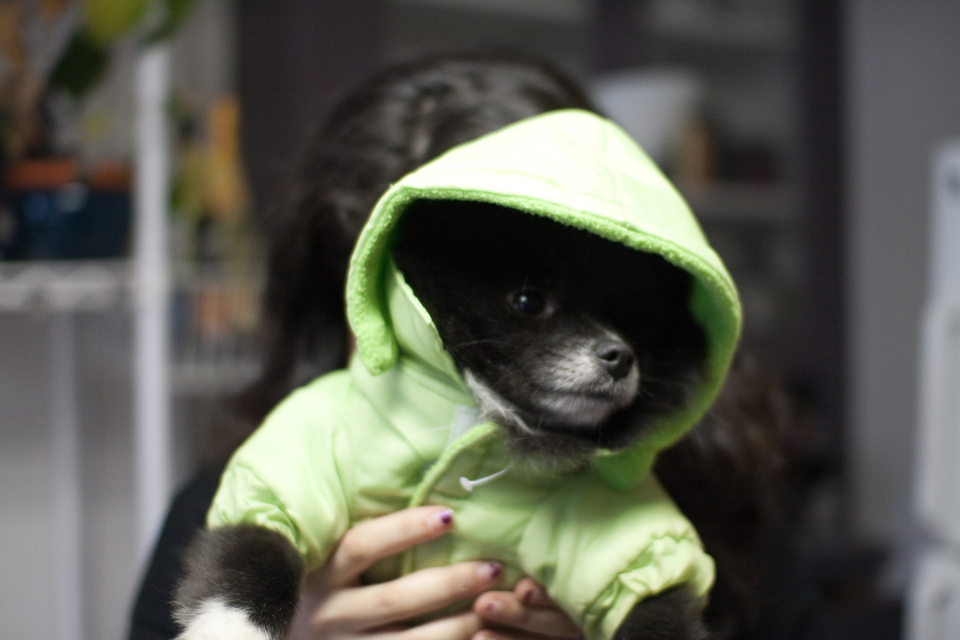 puppies-0240