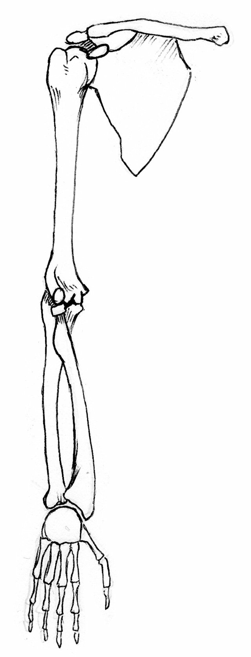 front view of bones of right arm, pronated