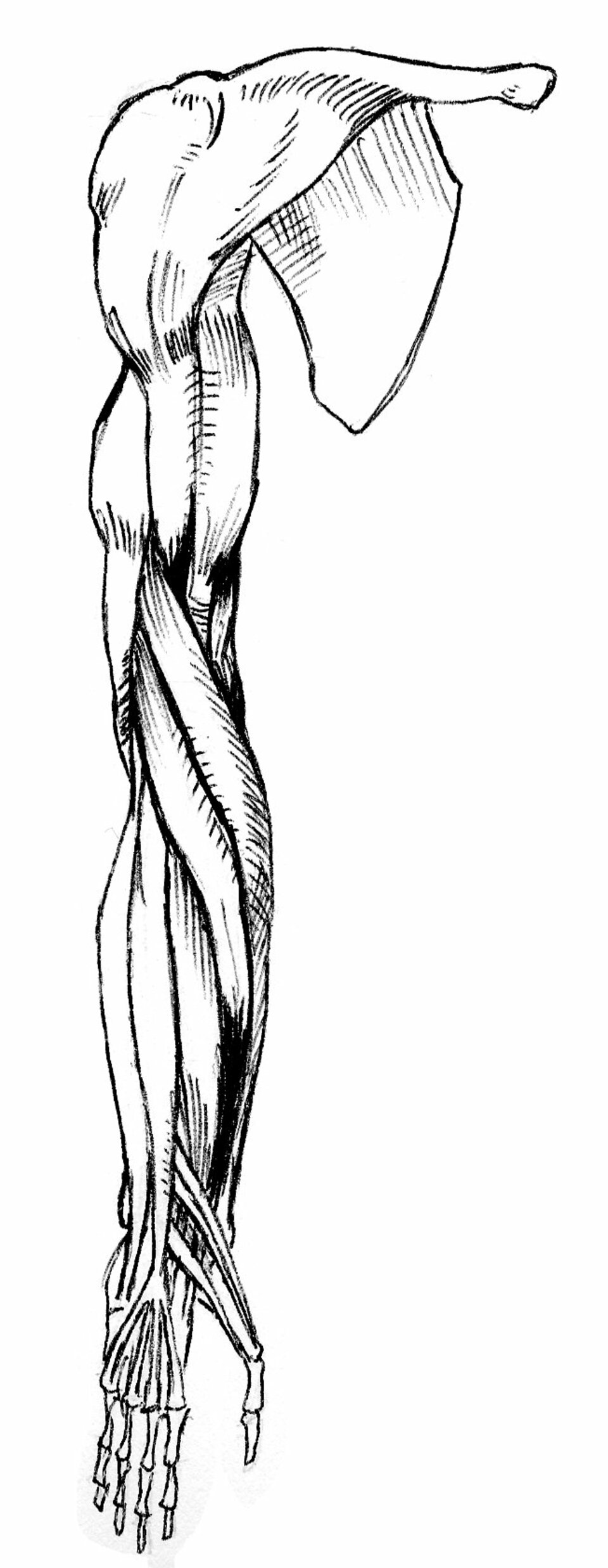 front view of muscles of right arm, pronated