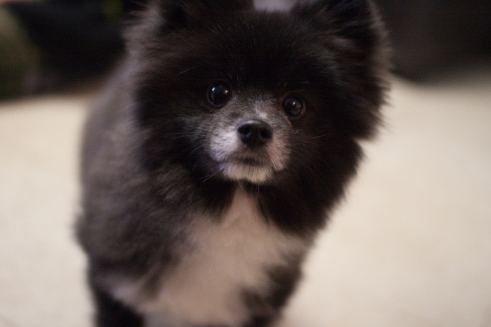 puppies-0224