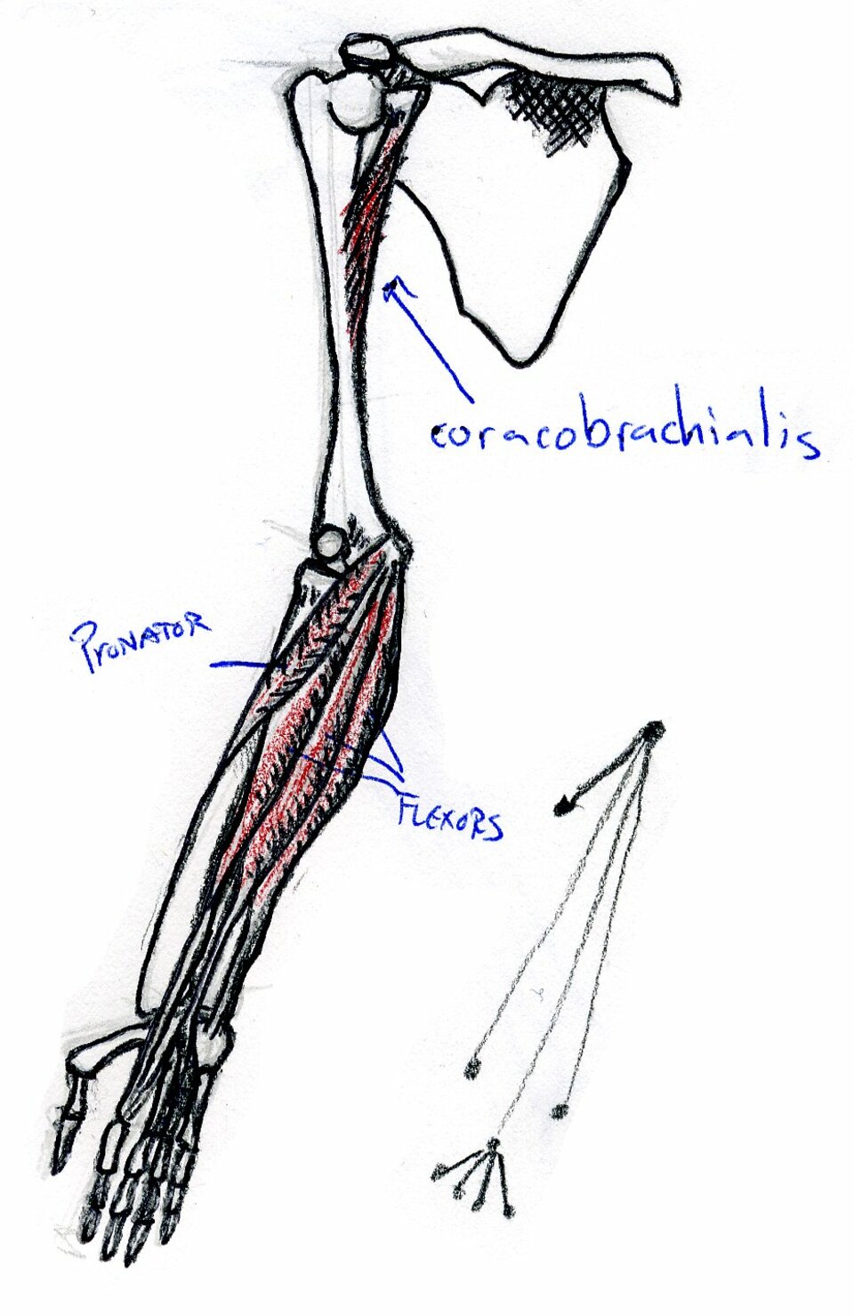 front view of bones and layer 1 of muscles of right arm, supinated