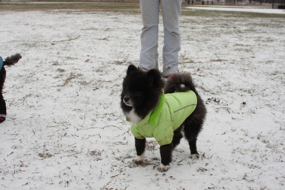 puppies-0250