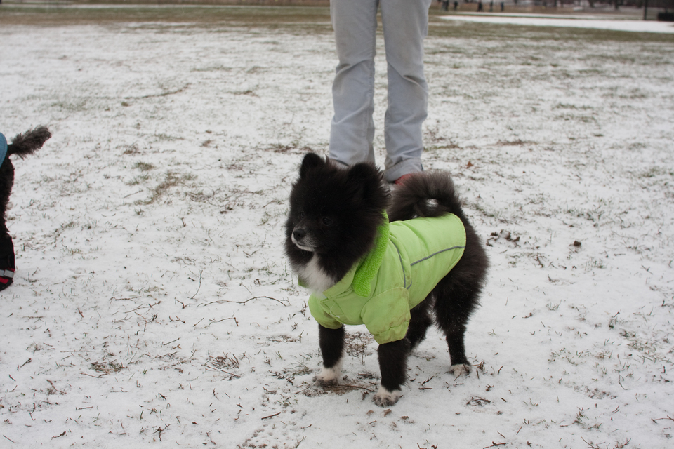 puppies-0250