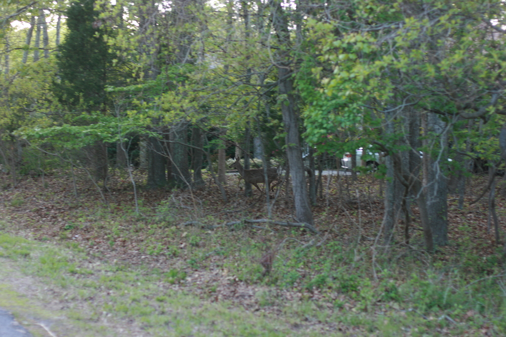 img_7479.jpg
