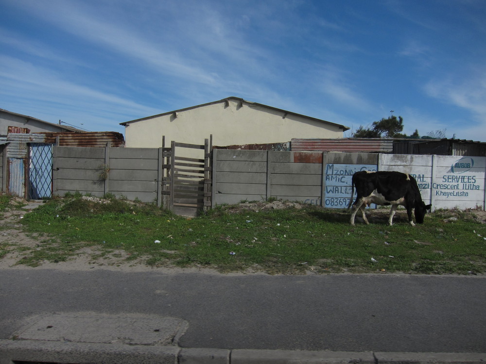 Township Cow