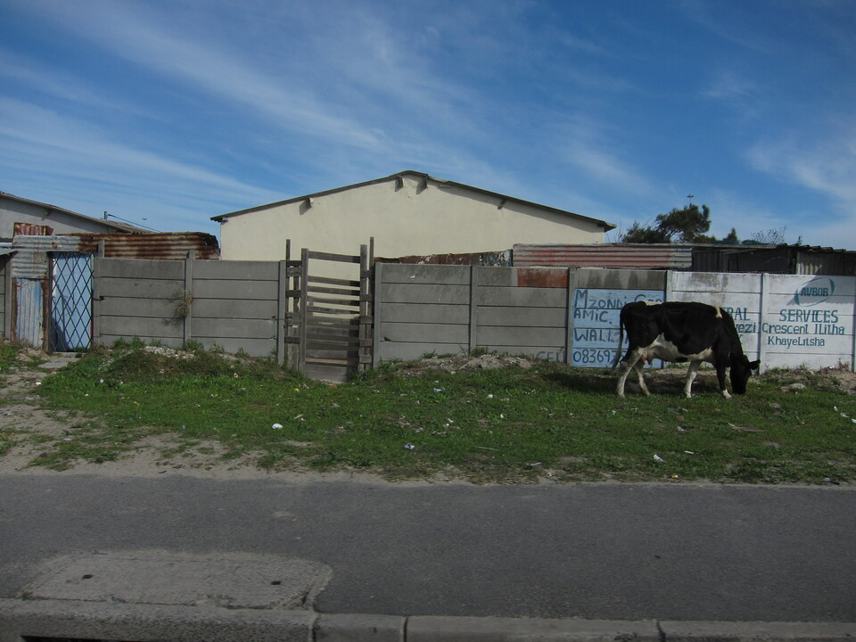 Township Cow
