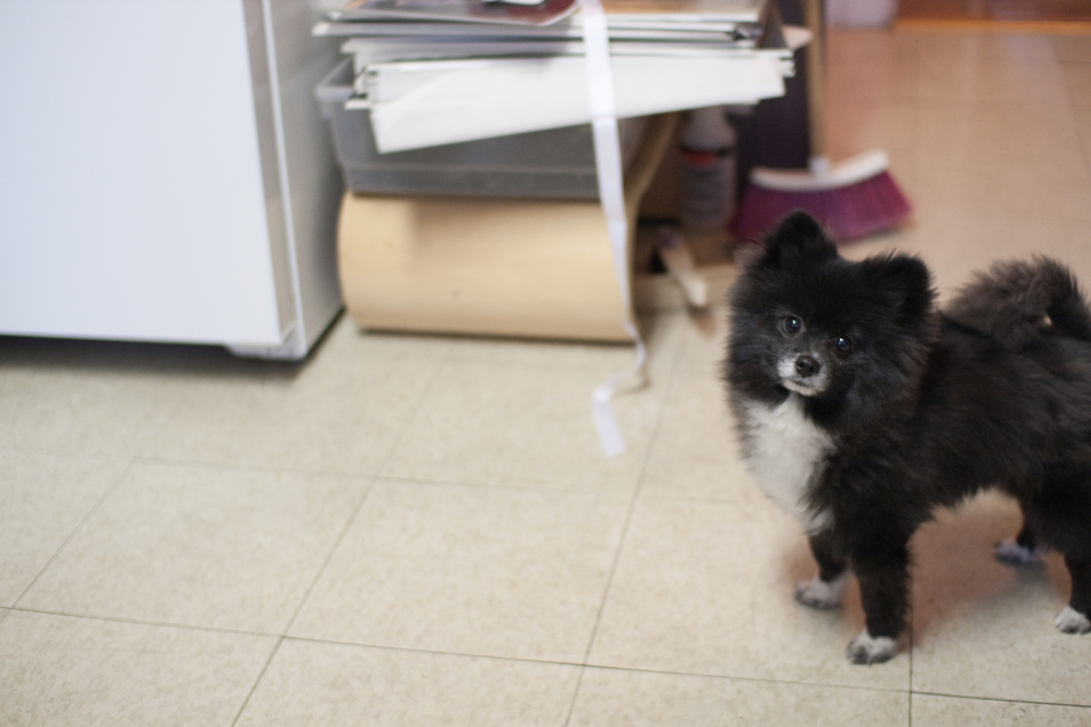 puppies-0216