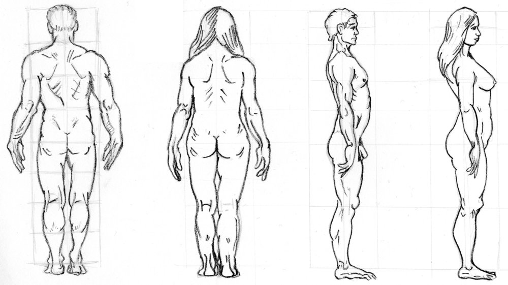 basic proportions, back and side views