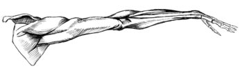back view of muscles of right arm, raised