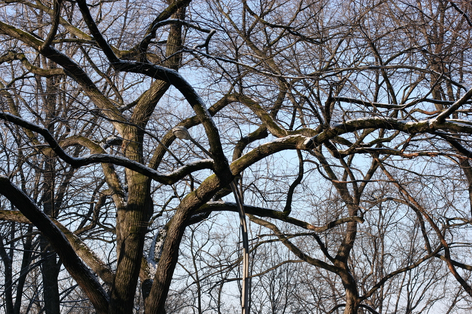 winter tree and lamp