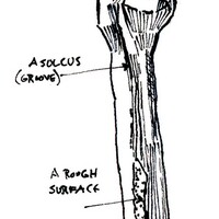 humerus