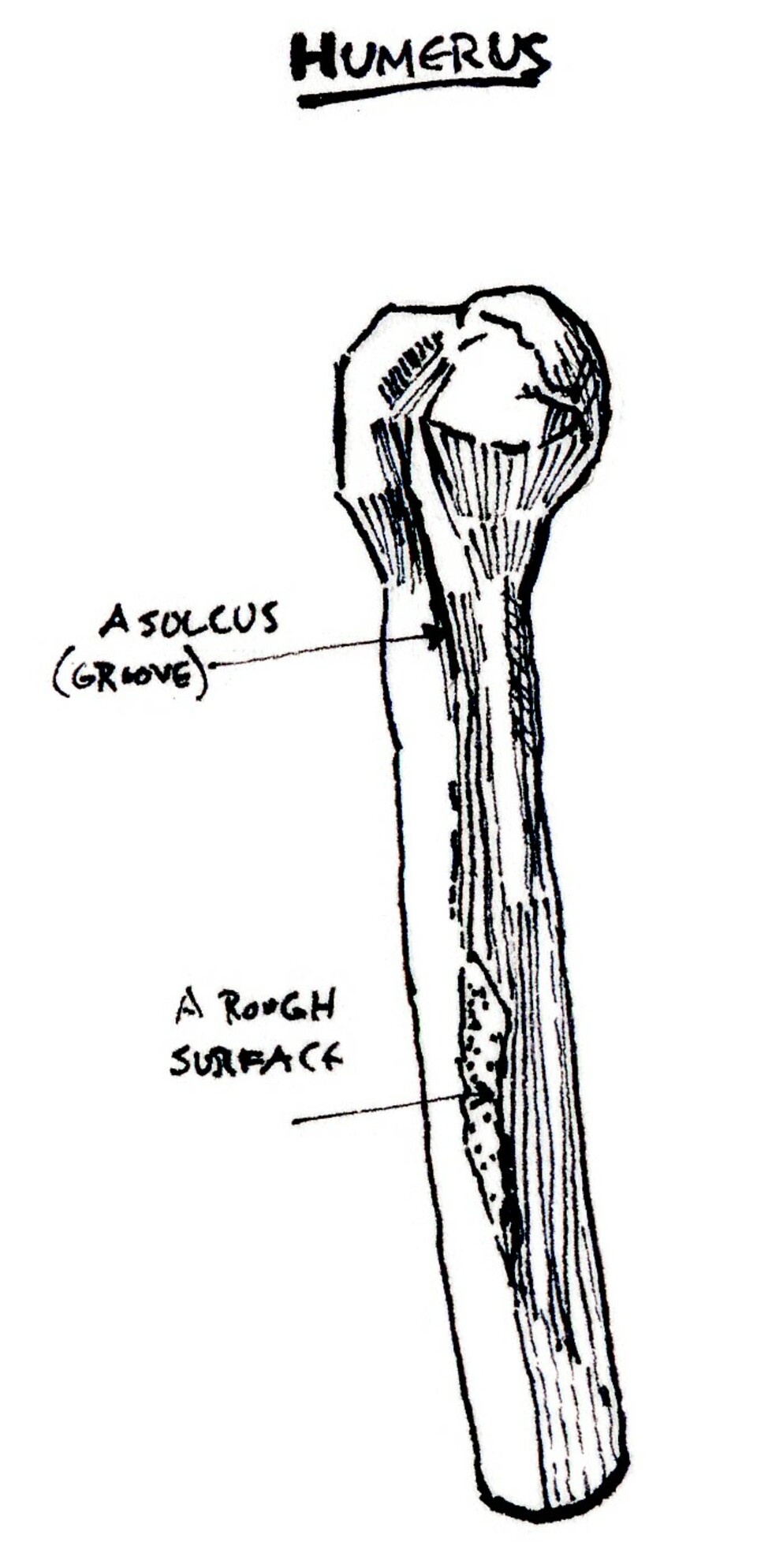 humerus