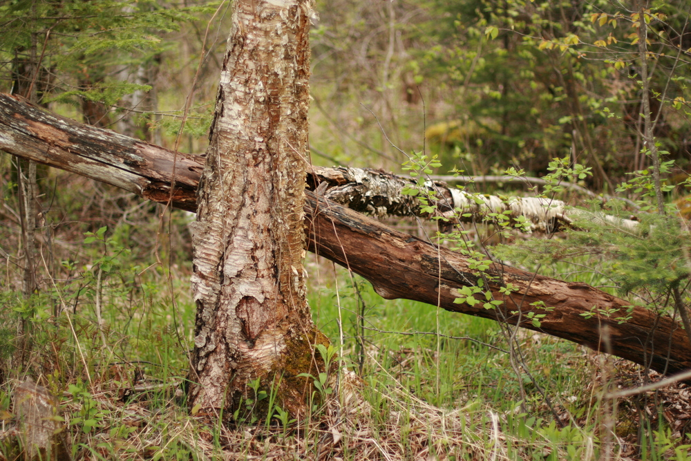 img_2408.jpg