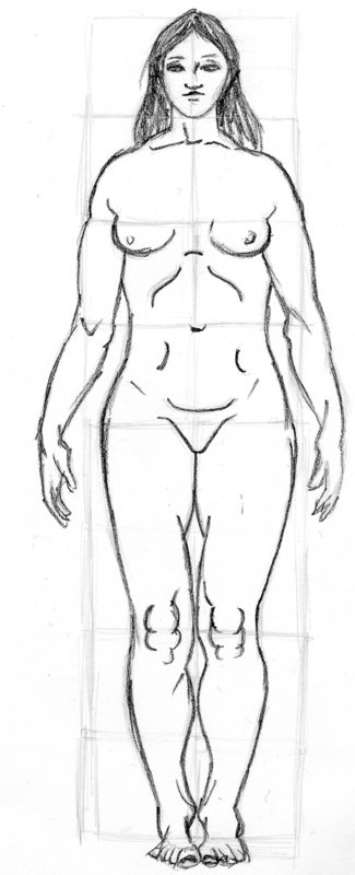 basic proportions, female