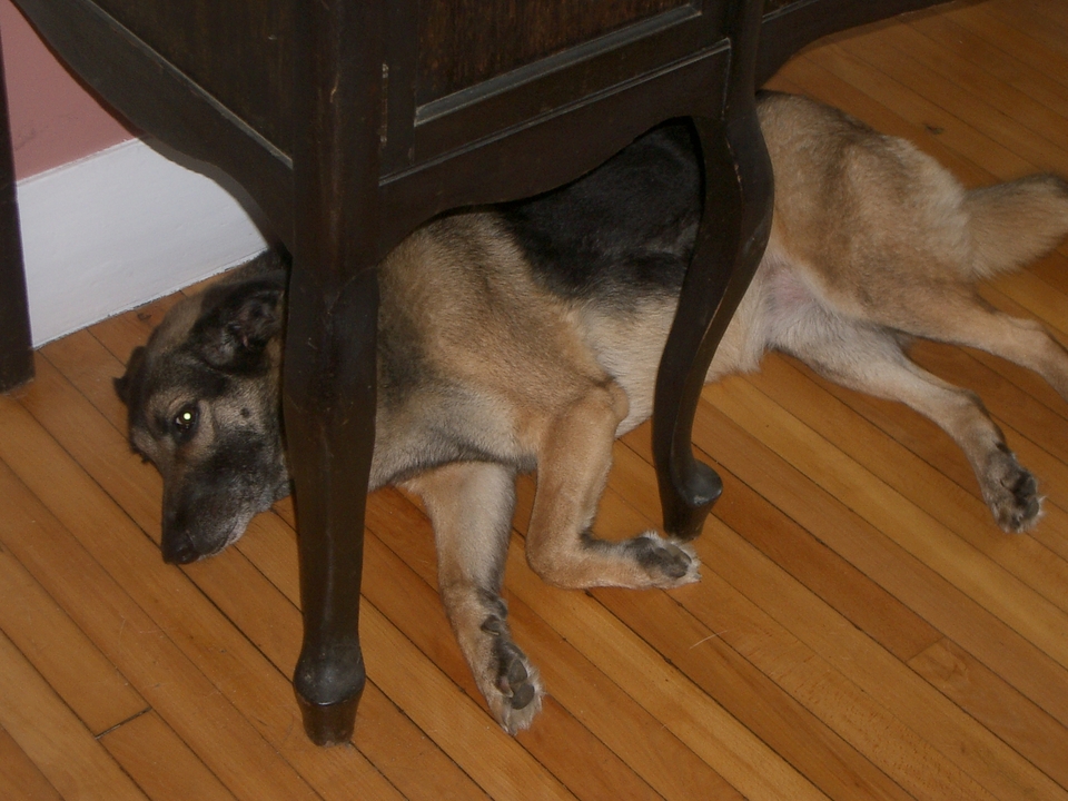 miranda under table