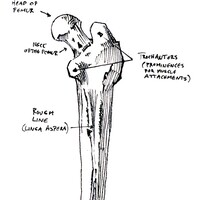 femur