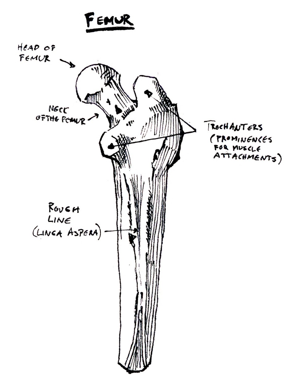 femur