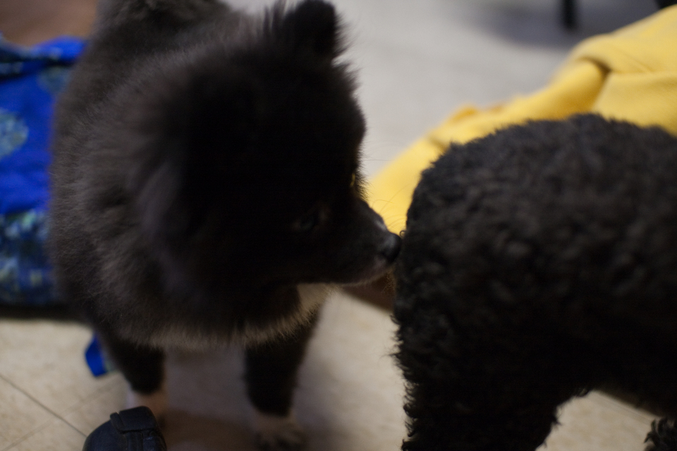 puppies-0238
