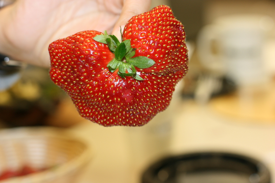 the mutant strawberry