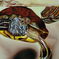 painted turtles