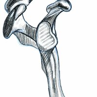 outside view of scapula and clavicle
