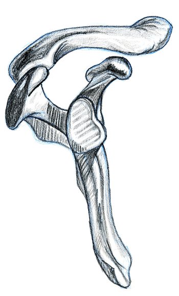 outside view of scapula and clavicle