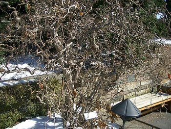 Brooklyn Botanical Gardens, February 2005