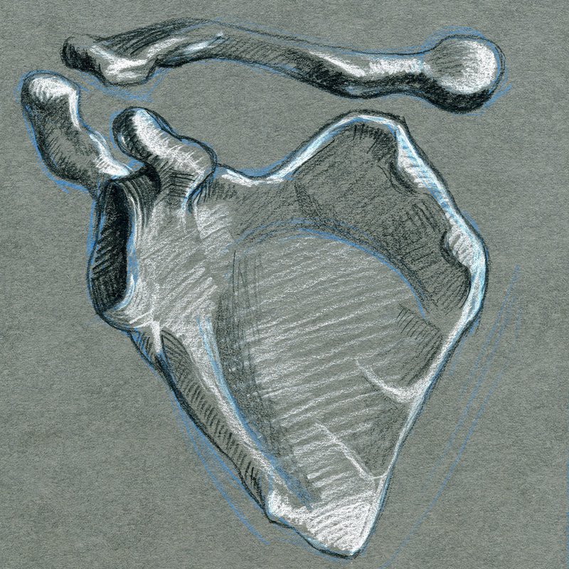 front view of scapula and clavicle