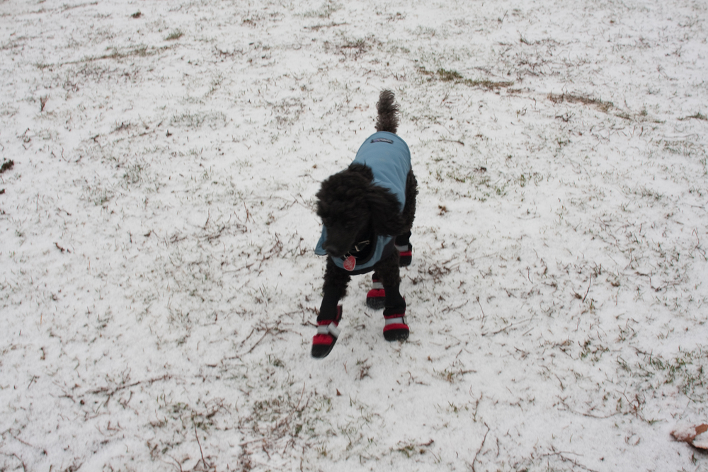 puppies-0242