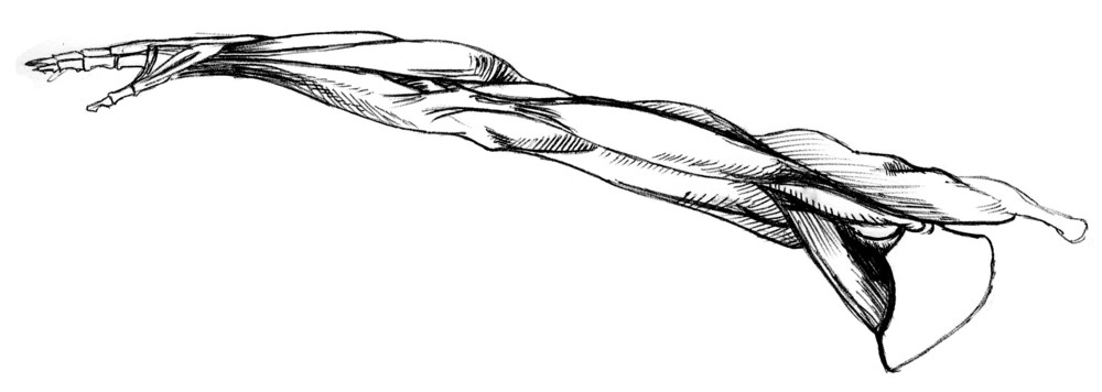 front view of muscles of right arm, raised